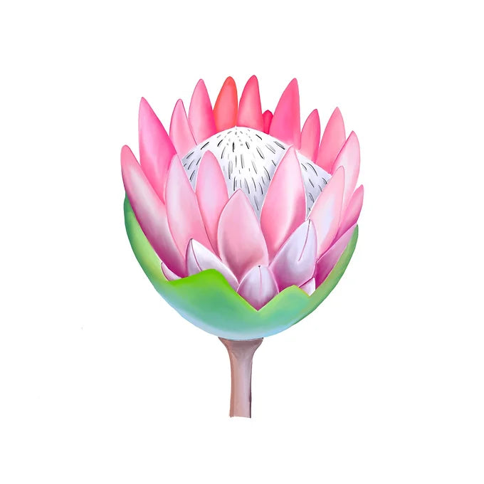 PROTEA - brož